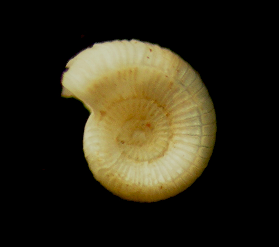 Adeomphalus ammoniformis